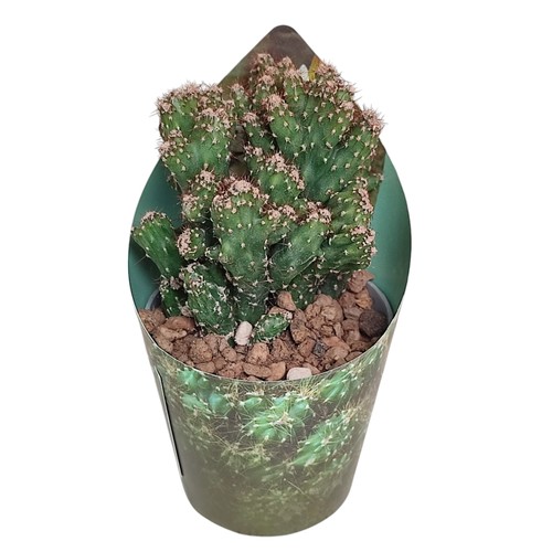 Cereus peruvianus monstr - .,