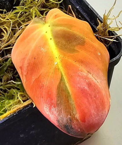 Wunderschöner philodendron - wunderschöner,
