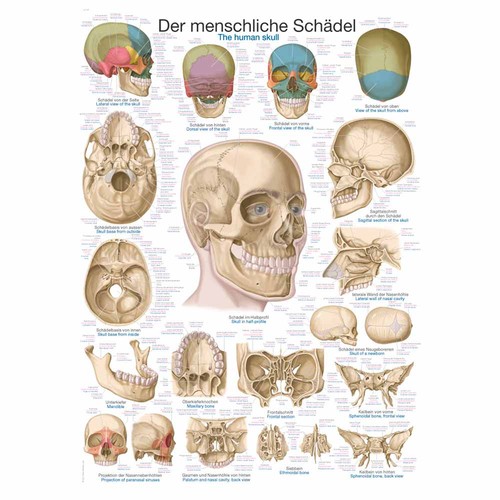 Erler zimmer anatomische - erler,