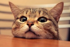 Retro Blechschild ANIMALS