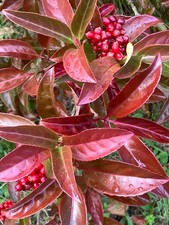 Viburnum hilleri 'Le Bois