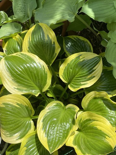 Hosta queenjosephine 1 - hosta, queenjosephine,