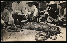 Ansichtskarte Jagd, Männer und ihre Beute, eine Riesenschlange 