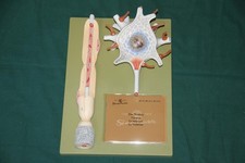 Somso-Plast® Neuron BS35/1