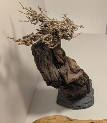Top aquarium wurzel bonsai - aquarium,