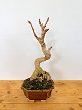 Bonsai Ginkgo Biloba Nr 5323