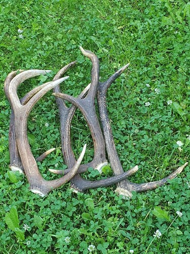 Abwurfstange geweih - abwurfstange,