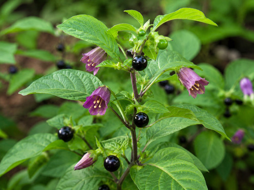 Atropa belladonna 500 - 🌱,