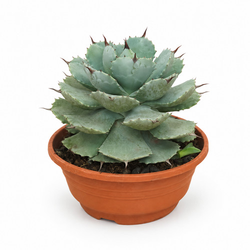 Agave potatorum - potatorum,