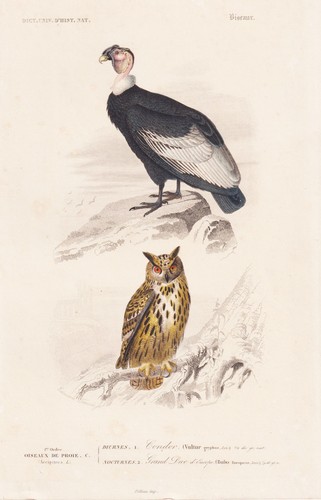 Vultur gryphus kondor - vultur, bubo
