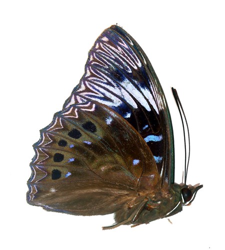 Lepidoptera nymphalidae - lepidoptera,,
