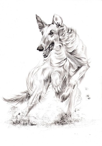 Windhund levrier barsoi - ,