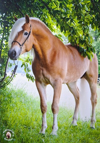 Pferdepostkarte haflinger - pferdepostkarte,