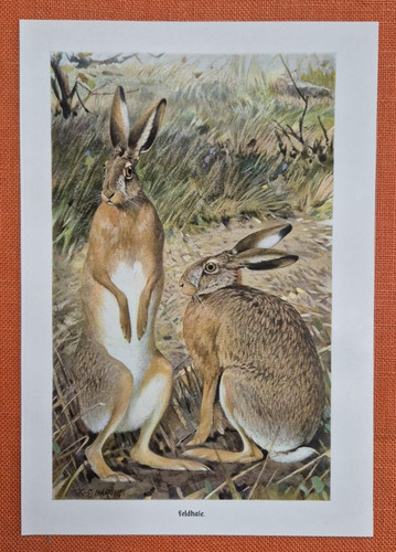 Feldhase lepus europaeus - lepus,