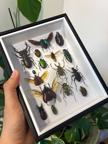 Gerahmte insektenpräparate - gerahmte,