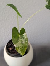 Alocasia macrorrhiza variegata - macrorrhiza,