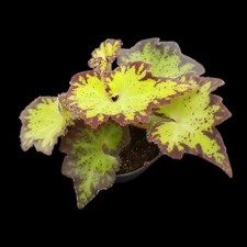 Begonia bowerae