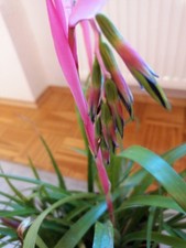 Bromelie Zimmerpflanze Rarität