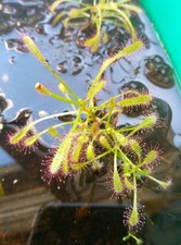 ❗Aktion❗Drosera Capensis - Kap Sonnentau (Fleischfressende Pflanze)