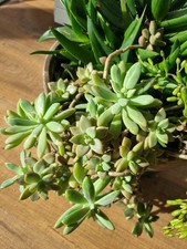XXL Pflanze Graptosedum
