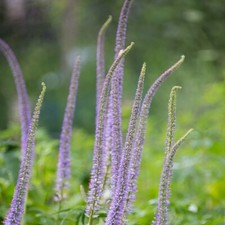 Sibirischer EHRENPREIS 200+