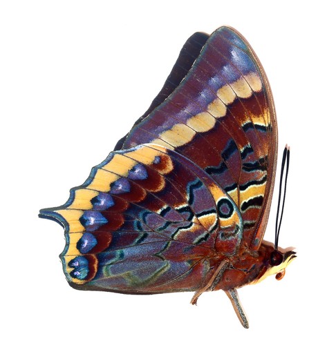 Lepidoptera charaxinae - lepidoptera,,