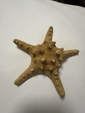 Echter Seestern, 14 cm