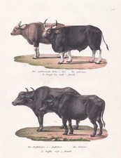 Ochse Kuh Büffel ox cow