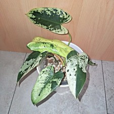 Philodendron Ilsemanii