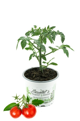 Enseleits tomatenpflanze - enseleits,