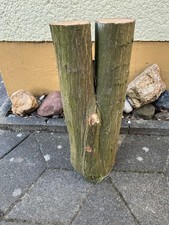 Buche Baumstamm Natur Deko