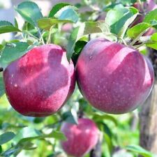 Apfelbaum OBERLÄNDER HIMBEERAPFEL 100-120 cm hoch wurzelware