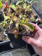 Nepenthes x Trusmadiensis