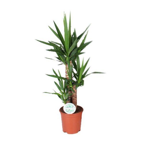 Palmlilie yucca - –,