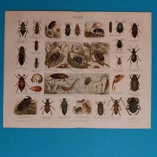 Orig.(1895) Chromolithographie Käfer Maikäfer Nashornkäfer Erbsenkäfer