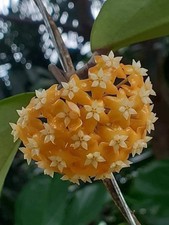 Hoya ilagiorum gelb ableger - hoya,