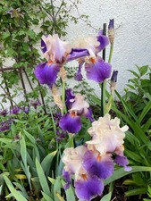 Schwertlilie Iris  " Vaque A L Aime " 60 cm reichblühend ! 2 STÜCK !!