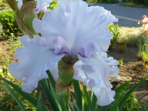 Iris schwertlilie hohe - iris,, schwertlilie,