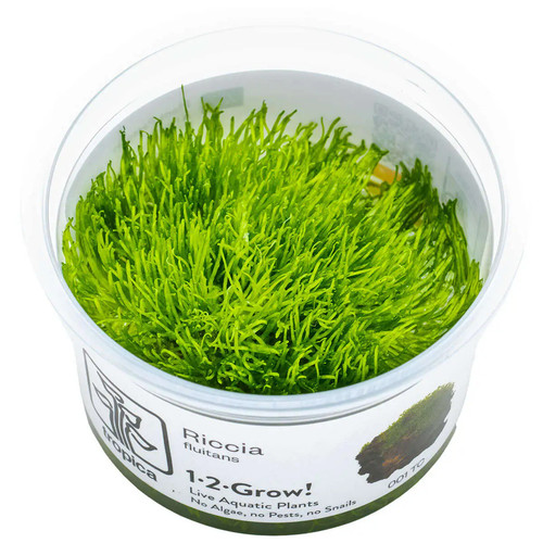 Riccia fluitans - ,