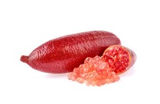 Kaviarpflanze 90-100 cm |