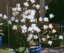 2 winterharte Mandel-Bäume weiß schnellwüchsig exotische Pflanzen für den Garten