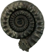 Lias  Echioceras raricostatum  Bemerkenswerter Top Ammonit  Holzmaden  4448