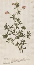 Luzerne lucerne Klee clover Naturselbstdruck nature printing Kniphof 1757