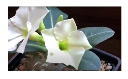 Pachypodium eburneum - 5x,