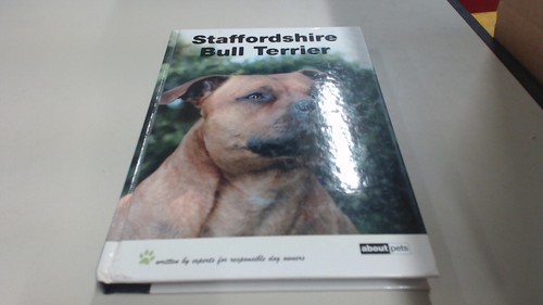 Staffordshire bull terrier - bull,