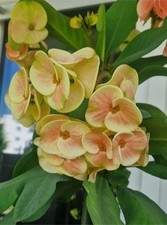 Euphorbia Milii Kaktus