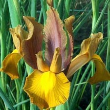 20 Schwertlilien Iris Hollandica Bronze Beauty Gr. 6/7 Blumenzwiebeln