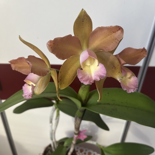 Rhyncholaeliocattleya waikiki - rhyncholaeliocattleya,
