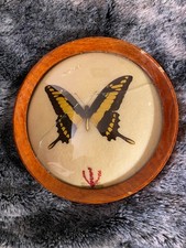 Papilio thoas in einem Rahmen