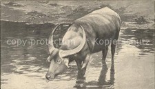 Tiere Wasserbüffel